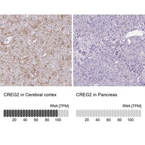 Merck Anti-CREG2 antibody produced in rabbit