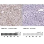 Merck Anti-CREG2 antibody produced in rabbit