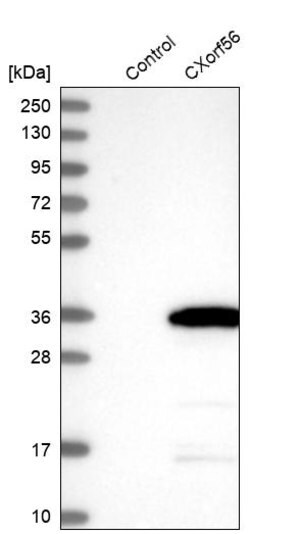 Merck Anti-CXorf56 antibody produced in rabbit