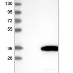 Merck Anti-CXorf56 antibody produced in rabbit