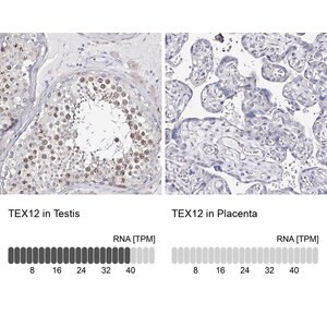 Merck Anti-TEX12 antibody produced in rabbit
