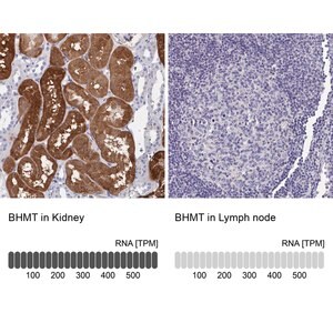 Merck Anti-BHMT antibody produced in rabbit