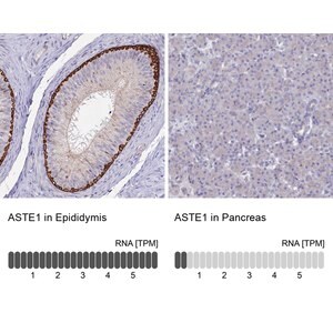 Merck Anti-ASTE1 antibody produced in rabbit
