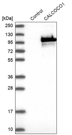 Merck Anti-CALCOCO1 antibody produced in rabbit
