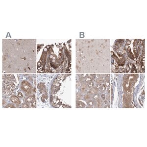 Merck Anti-EIF3A antibody produced in rabbit