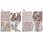 Merck Anti-EIF3A antibody produced in rabbit