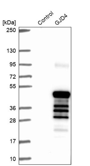 Merck Anti-GJD4 antibody produced in rabbit