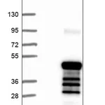 Merck Anti-GJD4 antibody produced in rabbit