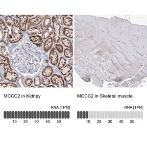 Merck Anti-MCCC2 antibody produced in rabbit