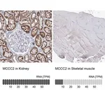 Merck Anti-MCCC2 antibody produced in rabbit
