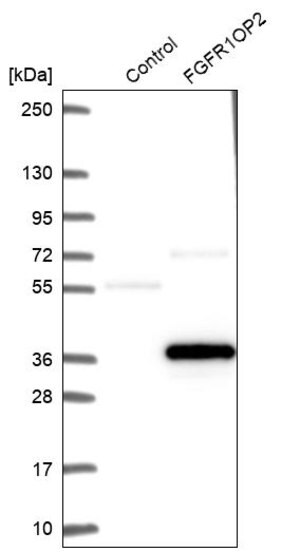 Merck Anti-FGFR1OP2 antibody produced in rabbit
