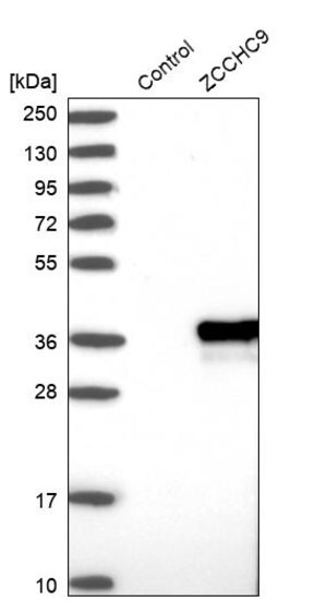 Merck Anti-ZCCHC9 antibody produced in rabbit