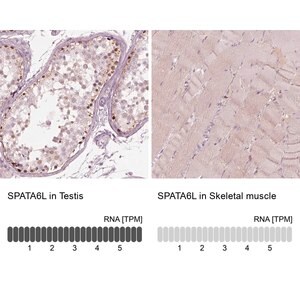 Merck Anti-SPATA6L antibody produced in rabbit
