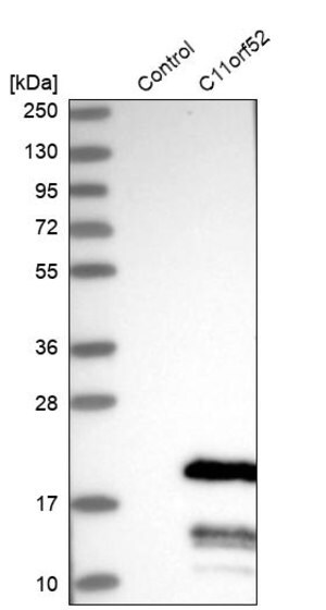 Merck Anti-C11orf52 antibody produced in rabbit