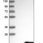 Merck Anti-C11orf52 antibody produced in rabbit
