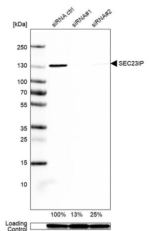 Merck Anti-SEC23IP antibody produced in rabbit