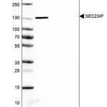 Merck Anti-SEC23IP antibody produced in rabbit