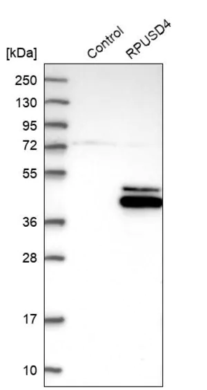 Merck Anti-RPUSD4 antibody produced in rabbit