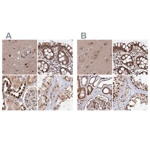 Merck Anti-BUD13 antibody produced in rabbit