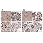 Merck Anti-BUD13 antibody produced in rabbit