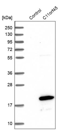 Merck Anti-C11orf45 antibody produced in rabbit