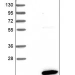 Merck Anti-C11orf45 antibody produced in rabbit