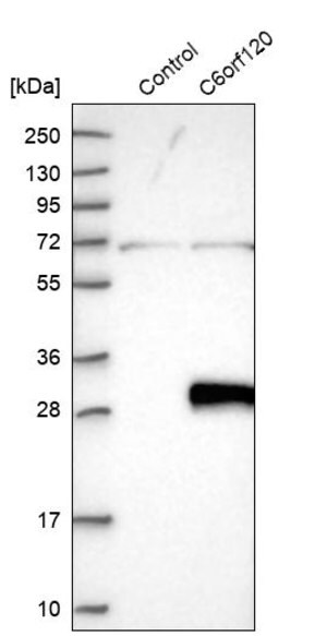 Merck Anti-C6orf120 antibody produced in rabbit