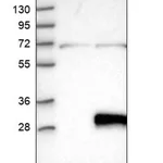 Merck Anti-C6orf120 antibody produced in rabbit