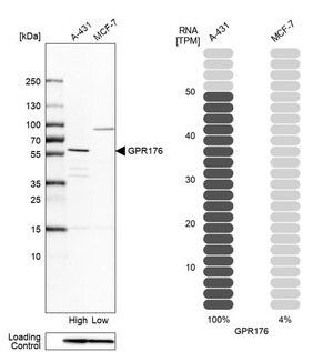 Merck Anti-GPR176 antibody produced in rabbit