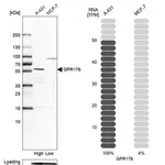 Merck Anti-GPR176 antibody produced in rabbit