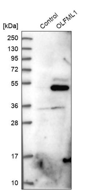 Merck Anti-OLFML1 antibody produced in rabbit