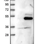 Merck Anti-OLFML1 antibody produced in rabbit
