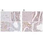 Merck Anti-TREH antibody produced in rabbit