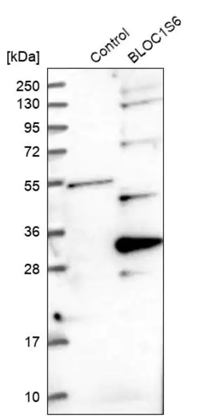 Merck Anti-BLOC1S6 antibody produced in rabbit