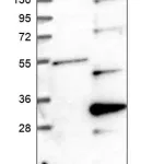 Merck Anti-BLOC1S6 antibody produced in rabbit