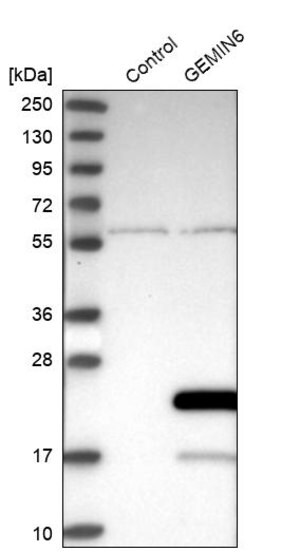 Merck Anti-GEMIN6 antibody produced in rabbit