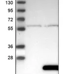 Merck Anti-GEMIN6 antibody produced in rabbit