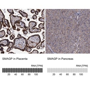 Merck Anti-SMAGP antibody produced in rabbit