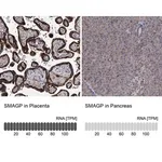 Merck Anti-SMAGP antibody produced in rabbit
