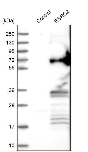 Merck Anti-RSRC2 antibody produced in rabbit