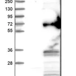 Merck Anti-RSRC2 antibody produced in rabbit
