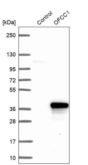 Merck Anti-OFCC1 antibody produced in rabbit