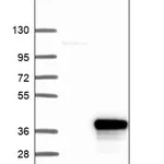 Merck Anti-OFCC1 antibody produced in rabbit