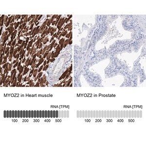 Merck Anti-MYOZ2 antibody produced in rabbit