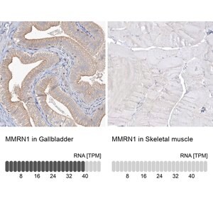 Merck Anti-MMRN1 antibody produced in rabbit