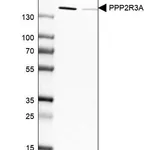 Merck Anti-PPP2R3A antibody produced in rabbit