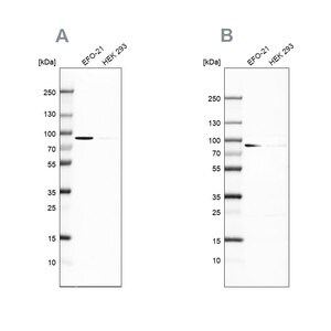 Merck Anti-DPP3 antibody produced in rabbit