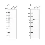 Merck Anti-DPP3 antibody produced in rabbit