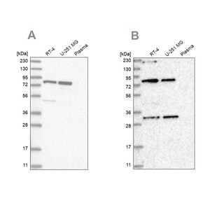 Merck Anti-NOA1 antibody produced in rabbit