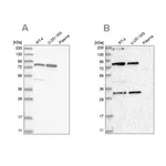 Merck Anti-NOA1 antibody produced in rabbit